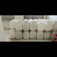 【黑龙江】出售二手蜂蜜大桶6斤重量，25包邮，只用过一次